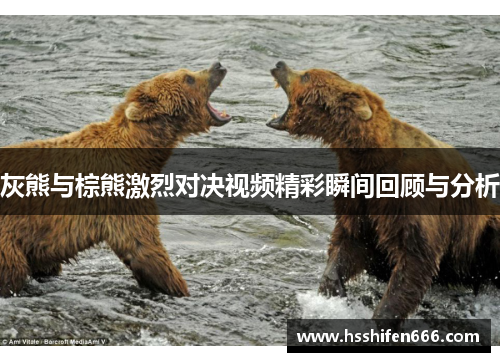 灰熊与棕熊激烈对决视频精彩瞬间回顾与分析